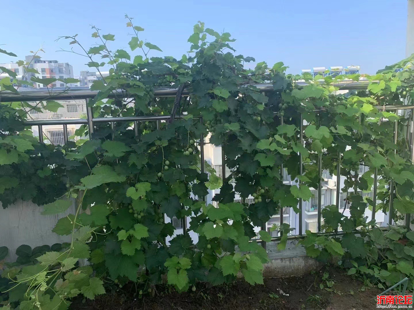 微信图片_2025-07-31_085140_049.jpg
