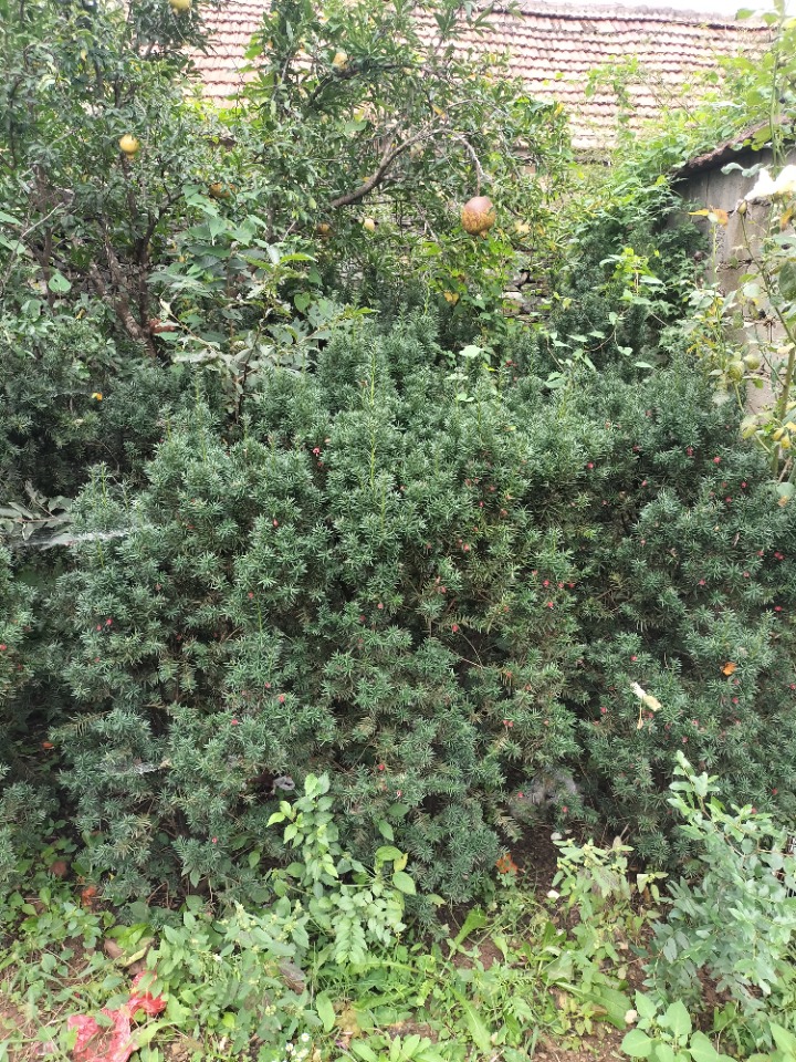 IMG20251006131128.jpg